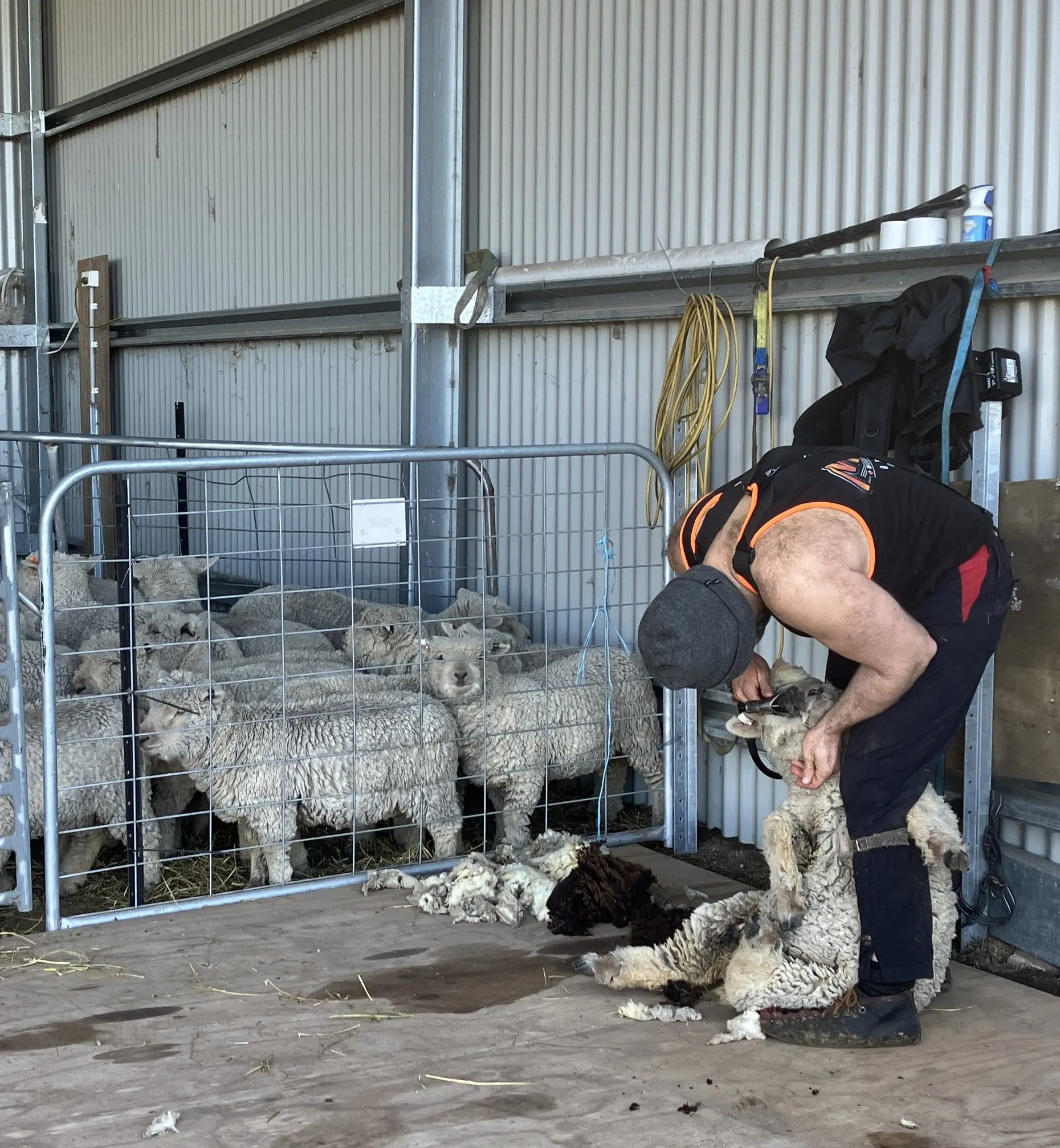 Our very patient shearer, Jamie Pomm, in action.