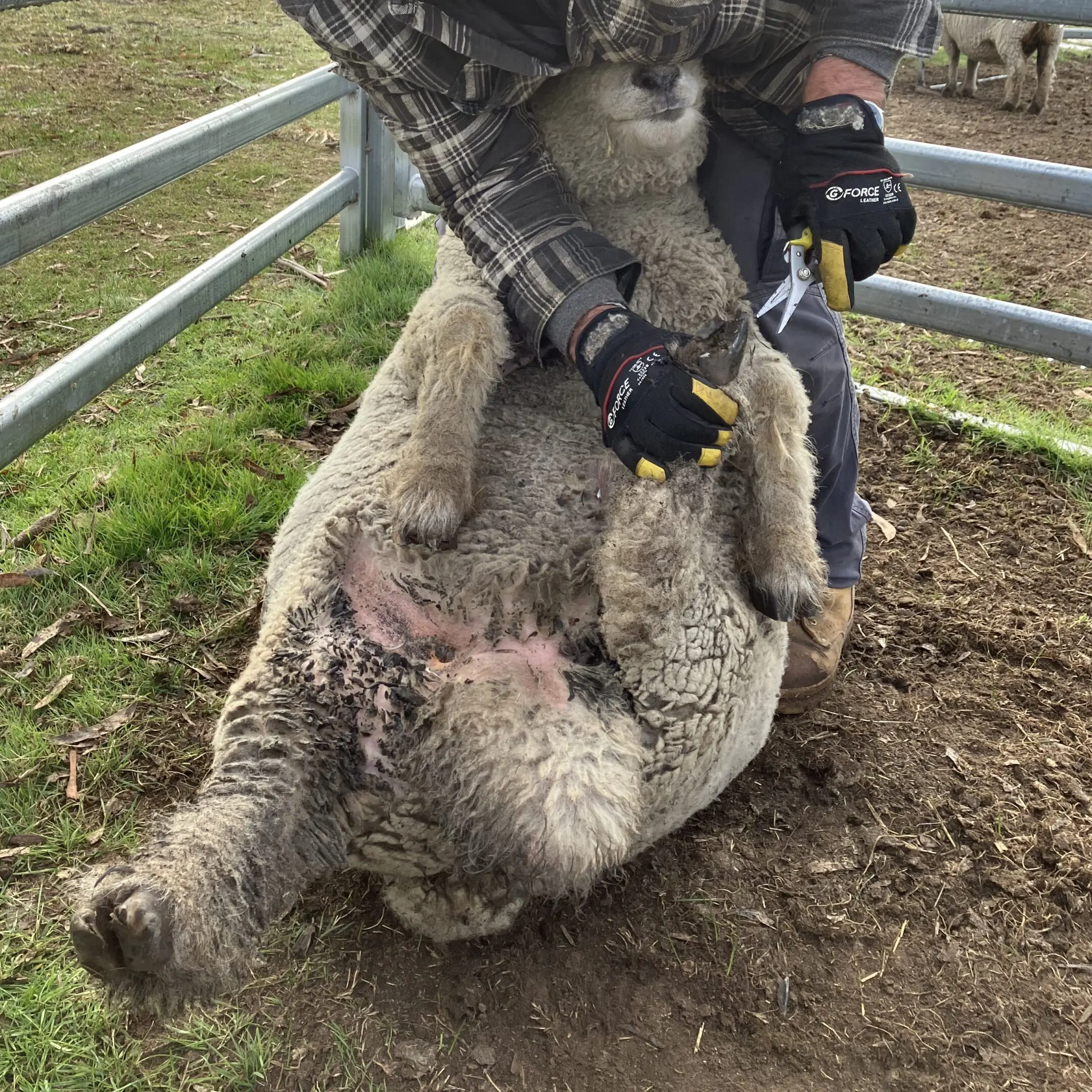 6913eea714287_Husbandry pic 4