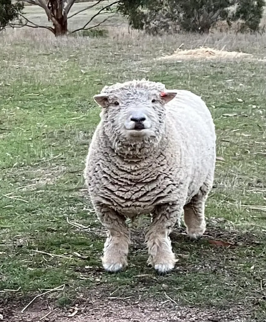 Ted
