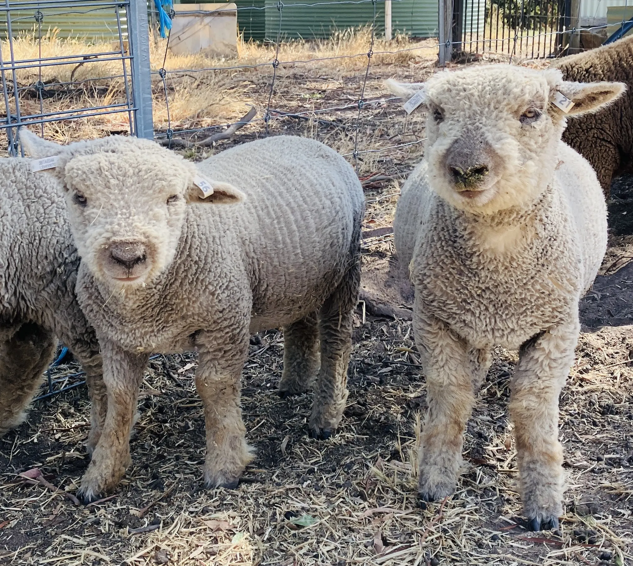 Future Sires